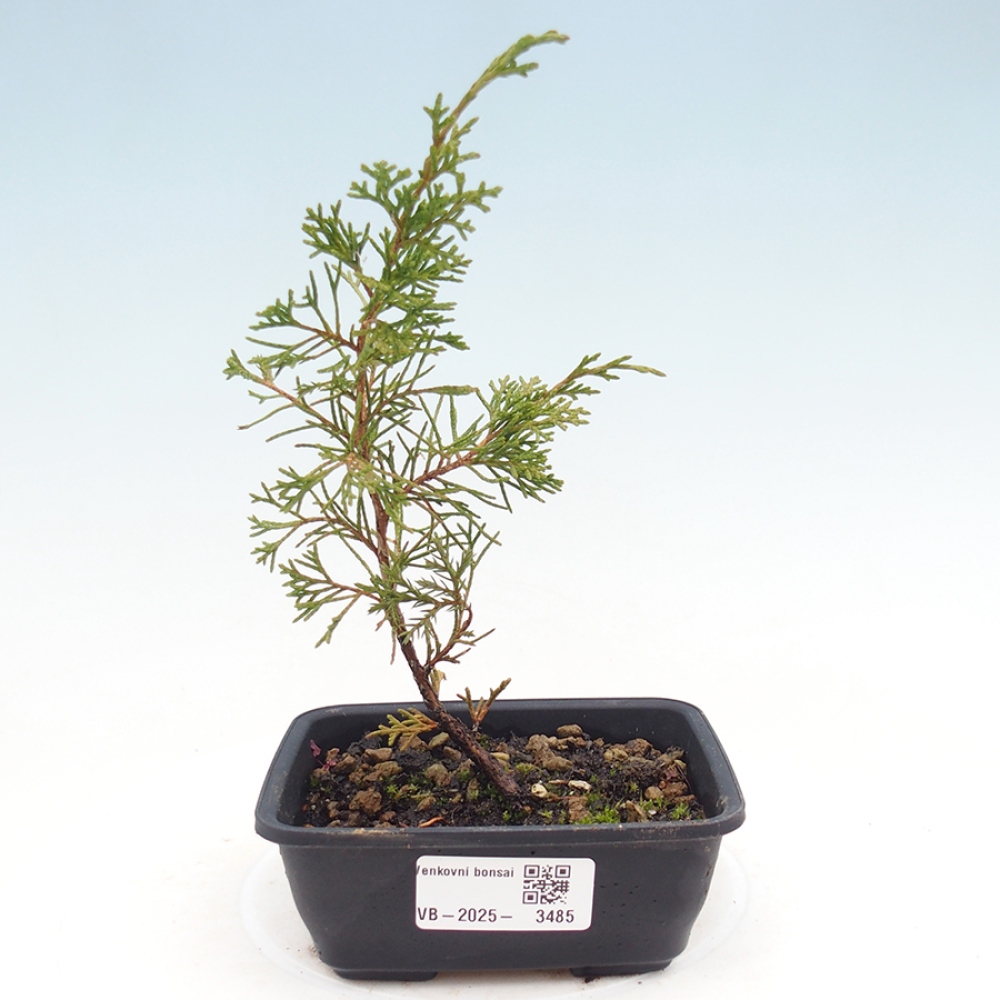 Venkovní bonsai - Juniperus chinensis Itoigawa -Jalovec čínský