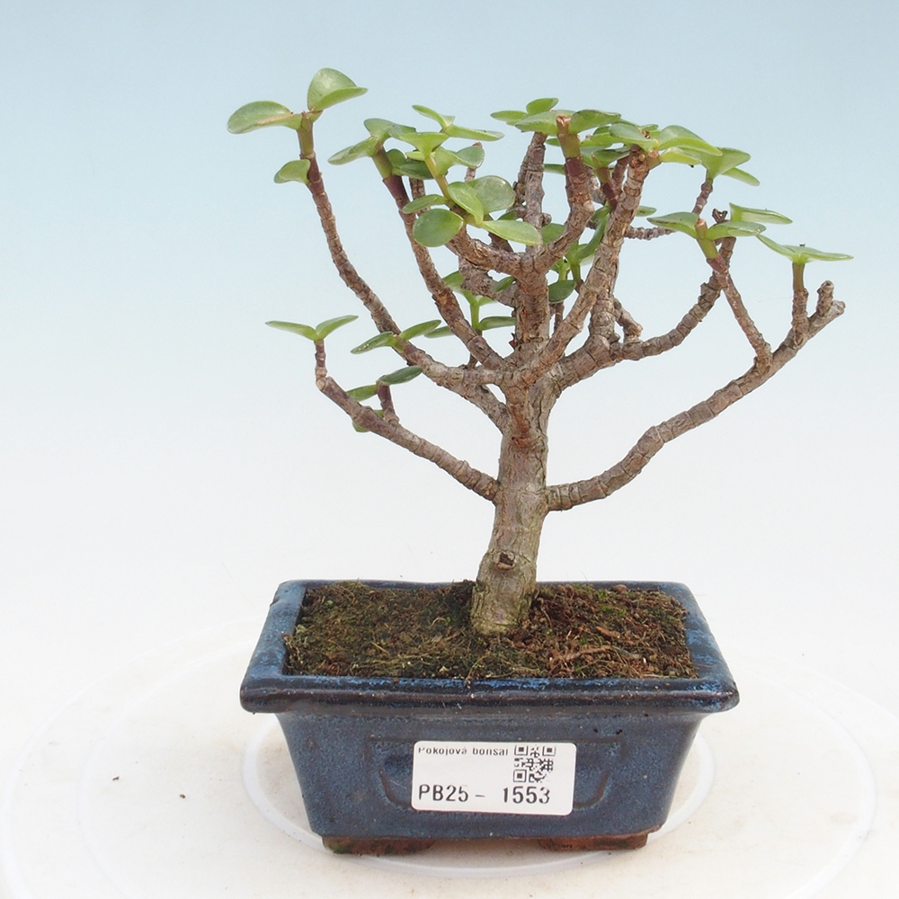 Pokojová bonsai - Portulakaria Afra - Tlustice