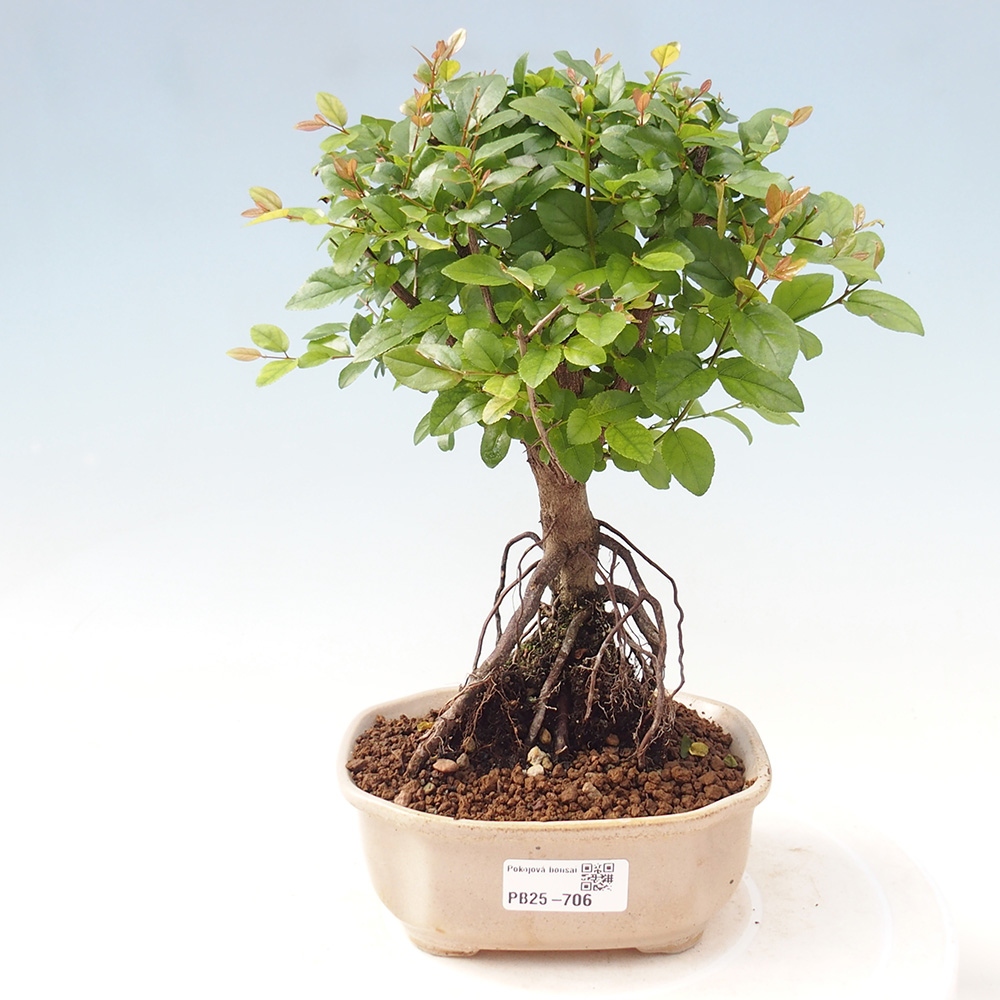 Pokojová bonsai - Sagerécie thea - Sagerécie thea