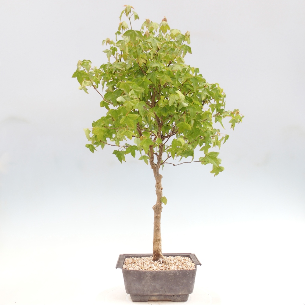 Venkovní bonsai - Acer Buergerianum - Javor Burgerův