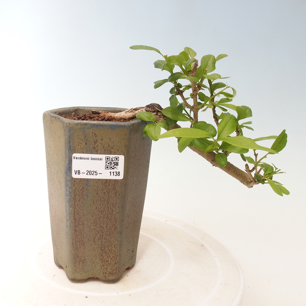 Venkovní bonsai - Prunus spinosa - trnka