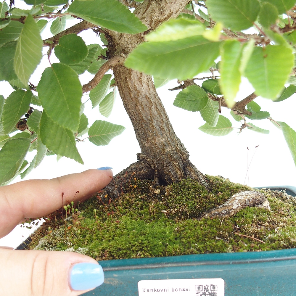 Venkovní bonsai -Carpinus Coreana - Habr korejský