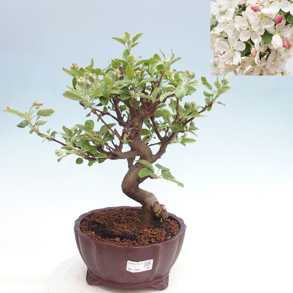 Venkovní bonsai -Malus halliana - Maloplodá jabloň