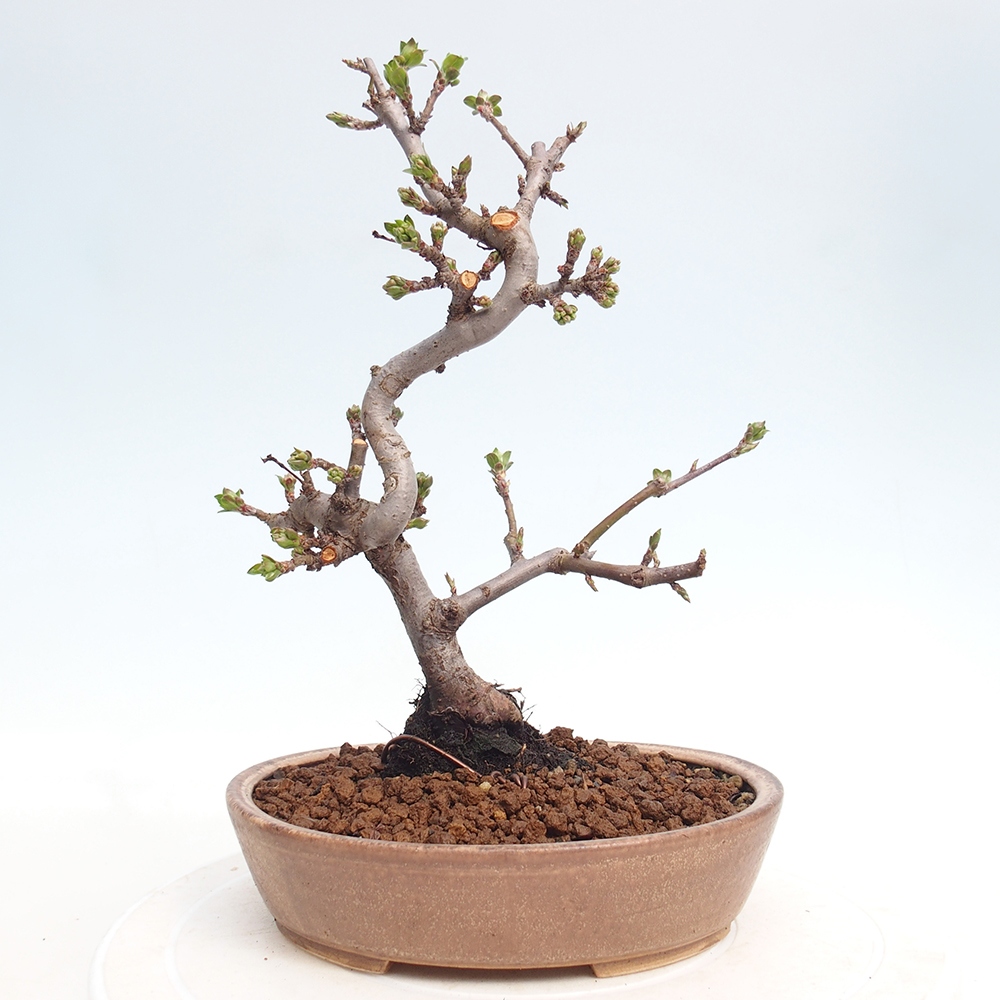 Venkovní bonsai - Malus sargentii -  Maloplodá jabloň