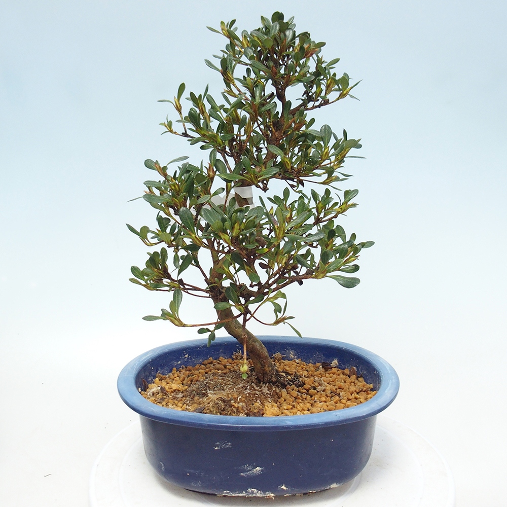 Venkovní bonsai - Japonská azalka - Azalea Benibeni