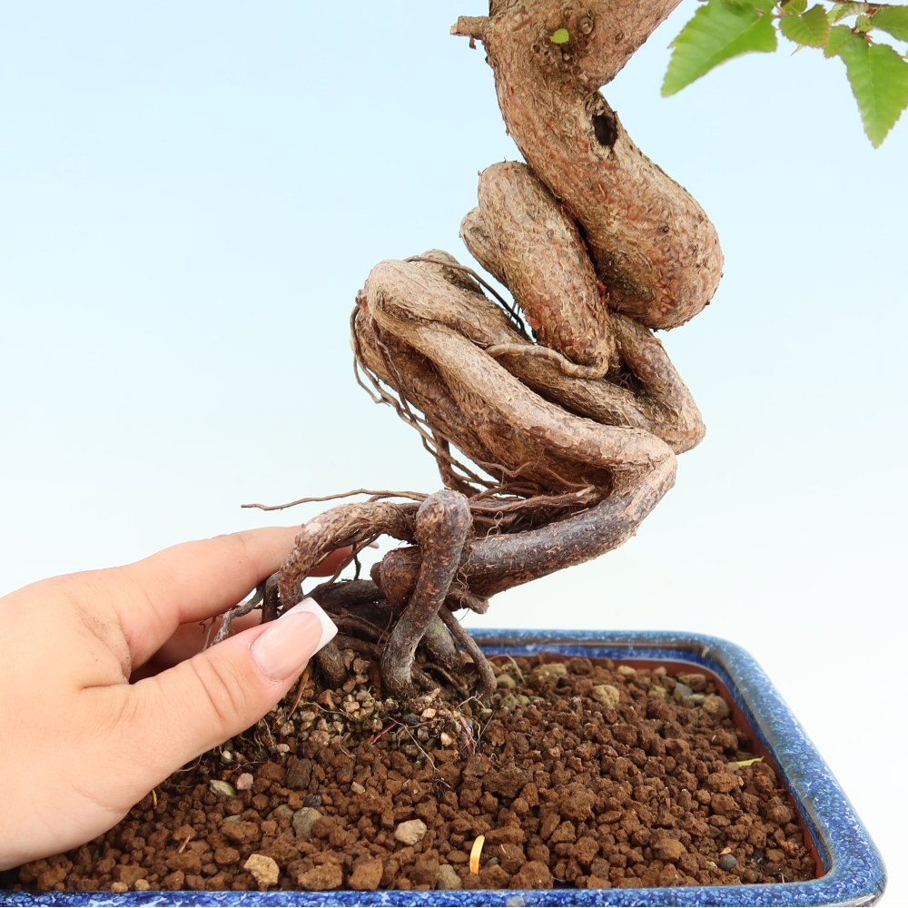 Venkovní bonsai -Carpinus coreana - Habr korejský