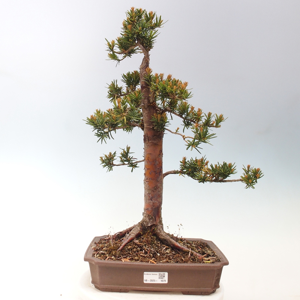Venkovní bonsai - Taxus cuspidata  - Tis japonský