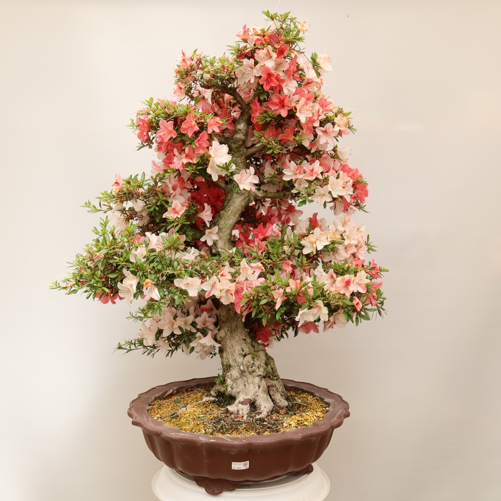 Venkovní bonsai - Japonská azalka - Azalea Kinu-no-Hikari