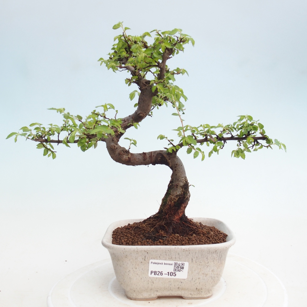 Pokojová bonsai - Ulmus parvifolia - Malolistý jilm