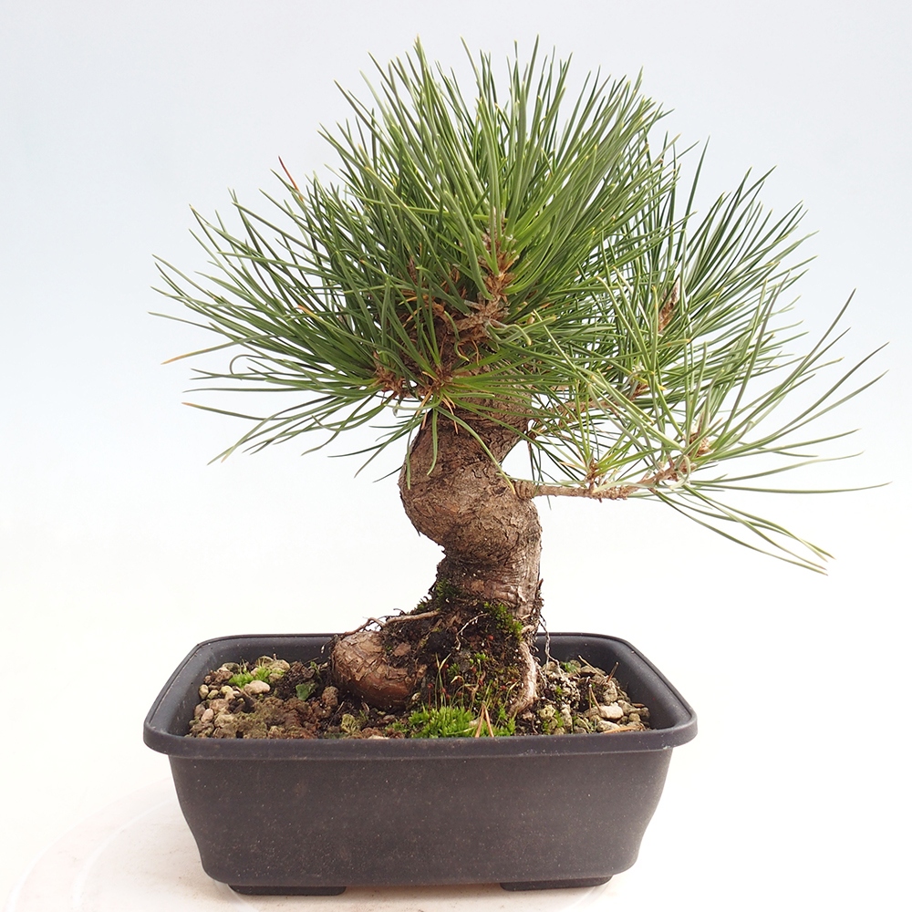 Venkovní bonsai - Pinus thunbergii - Borovice thunbergova
