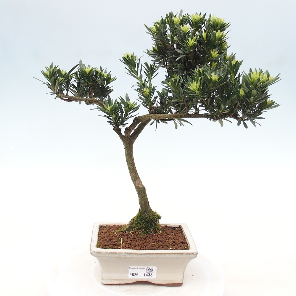 Pokojová bonsai - Podocarpus - Kamenný tis