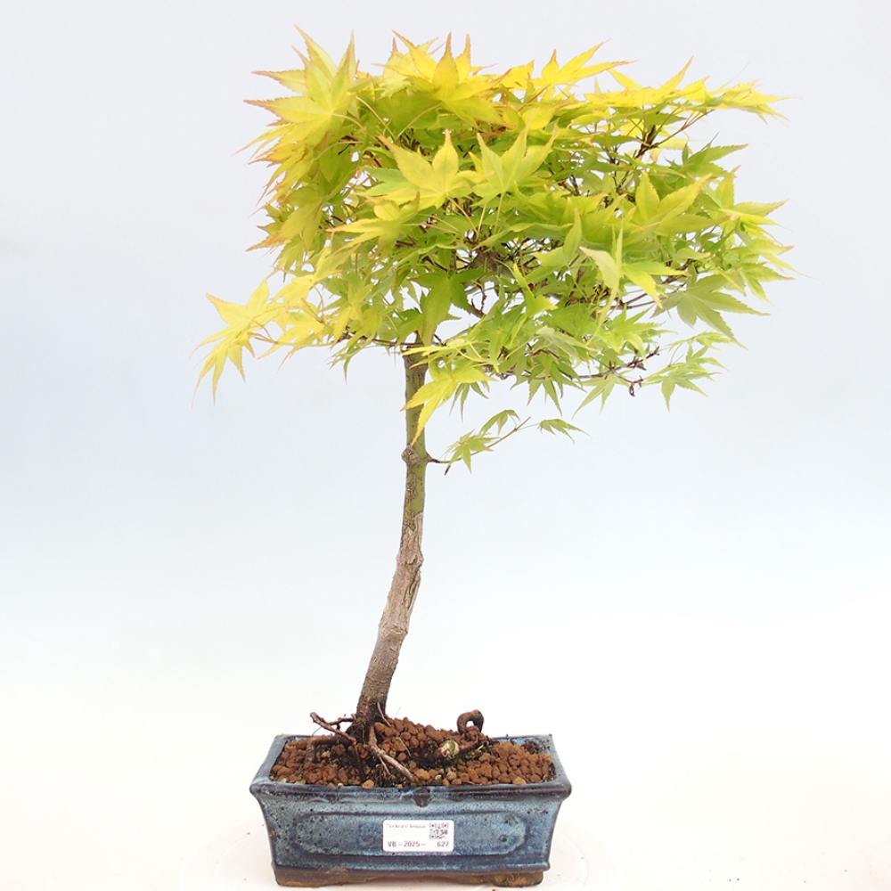 Venkovní bonsai - Acer palmatum Aureum - Javor dlanitolistý zlatý