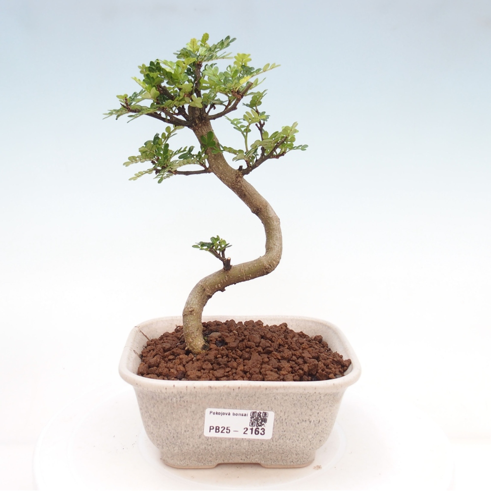 Pokojová bonsai -Ligustrum chinensis - Ptačí zob