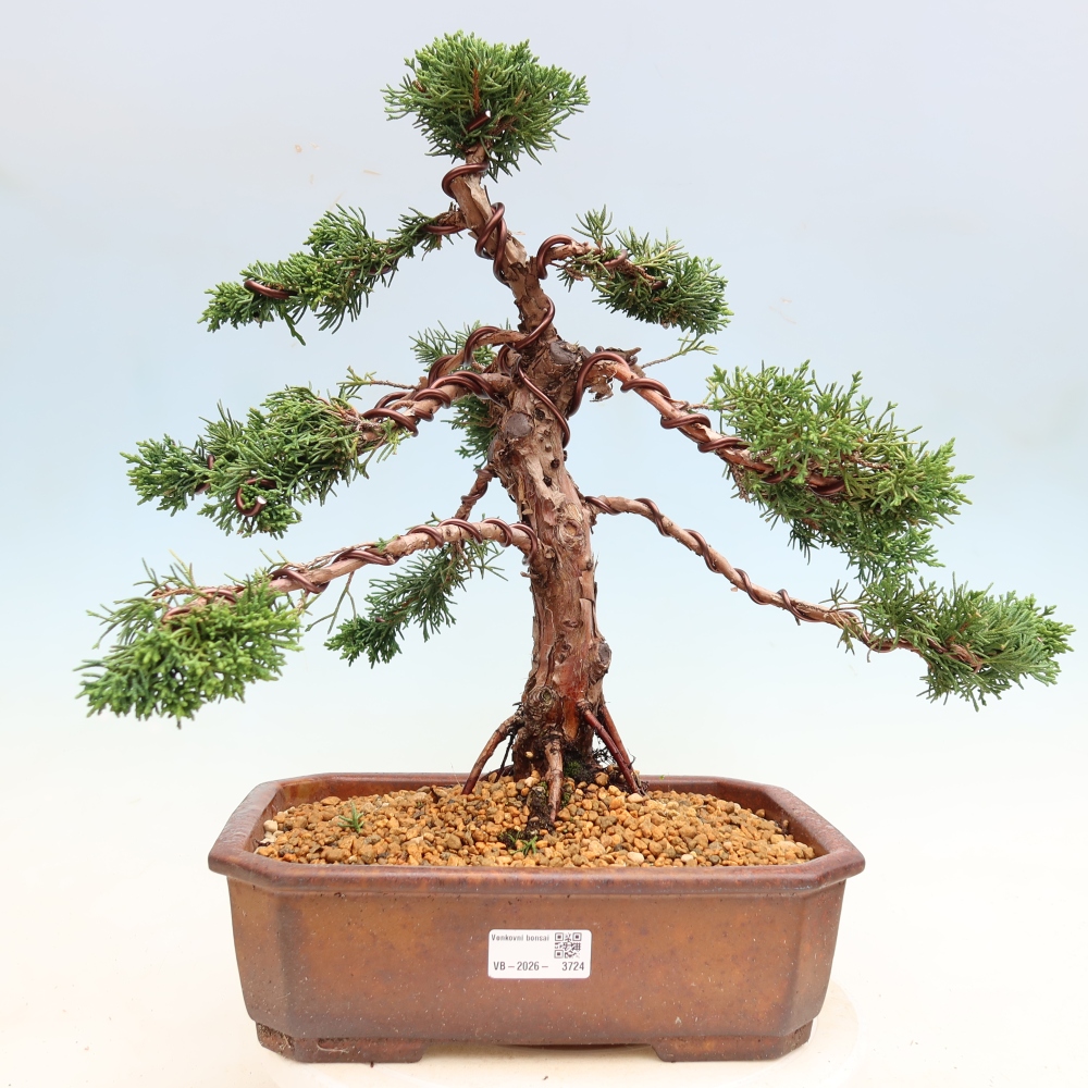 Venkovní bonsai - Juniperus chinensis Kishu -Jalovec čínský