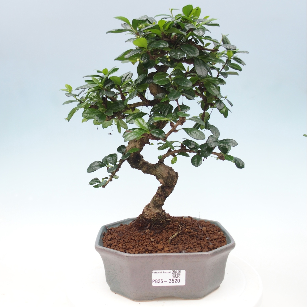 Pokojová bonsai - Carmona macrophylla - Čaj fuki