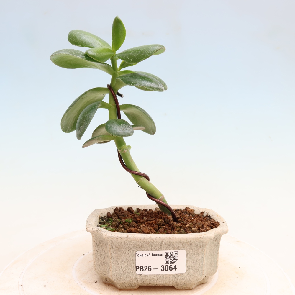 Pokojová bonsai - Tlustice vejčitá - Crassula ovata