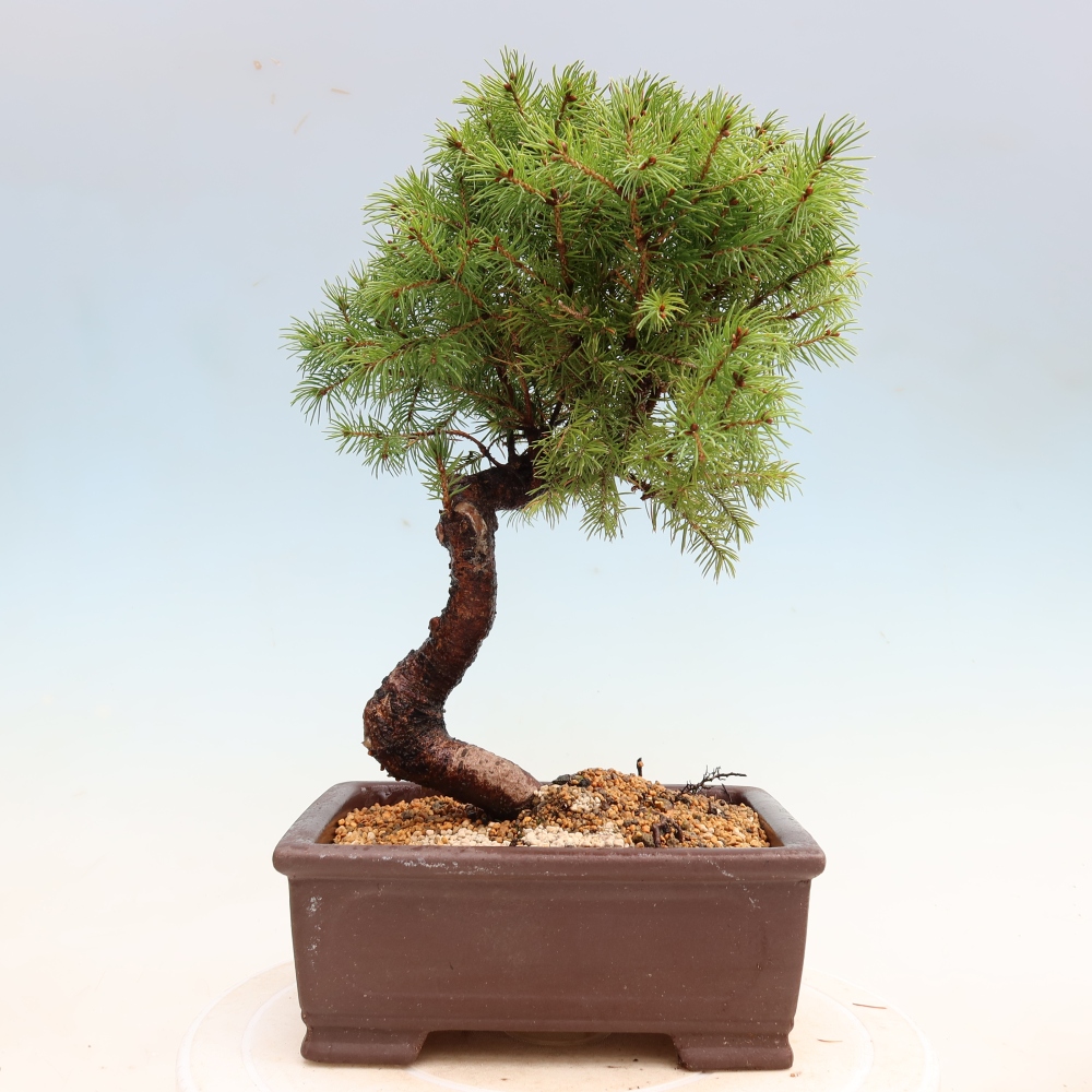 Venkovní bonsai- Smrk sivý - Picea glauca globe