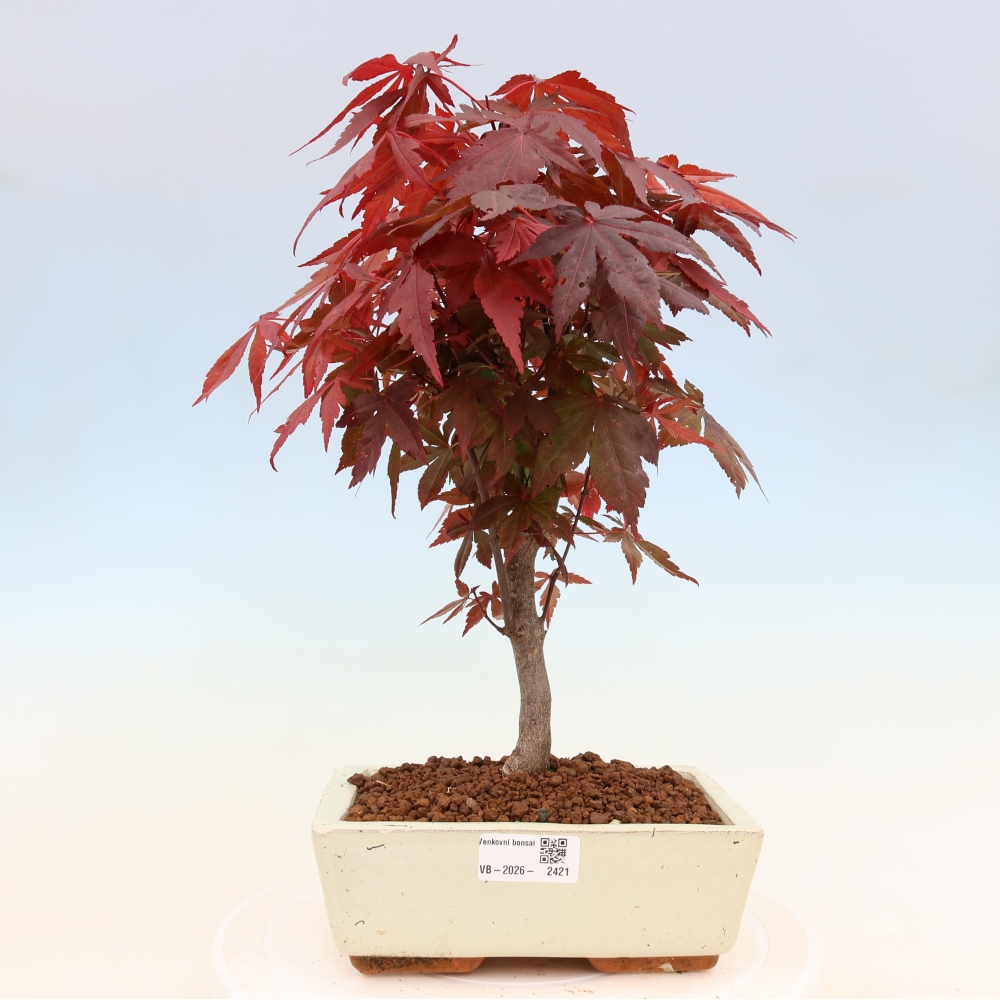 Venkovní bonsai - Acer palm. Atropurpureum-Javor dlanitolistý