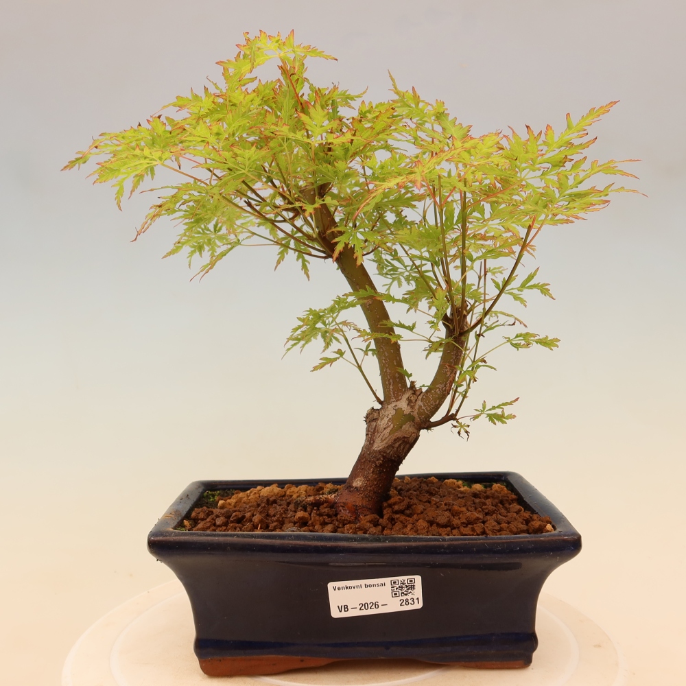 Venkovní bonsai - Acer palmatum Dissectum - Javor dlanitolistý 