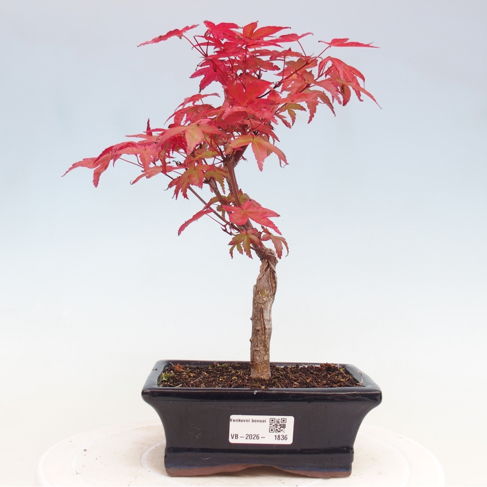 Venkovní bonsai - Javor dlanitolistý - Acer palmatum DESHOJO