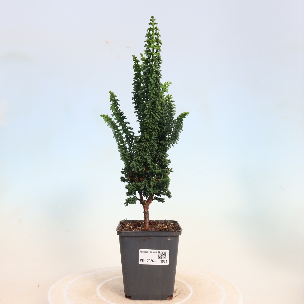 Venkovní bonsai - Cham. obtusa SEKKA HINOKI - Cypřišek