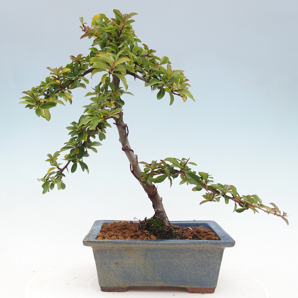 Venkovní bonsai-Pyracanta Teton -Hlohyně