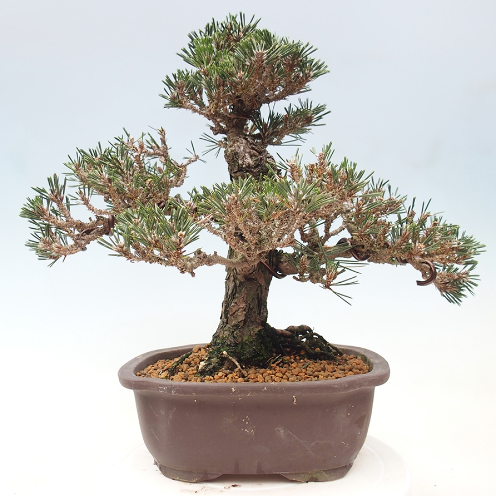 Venkovní bonsai - Pinus thunbergii Kotobuki - Borovice thunbergova