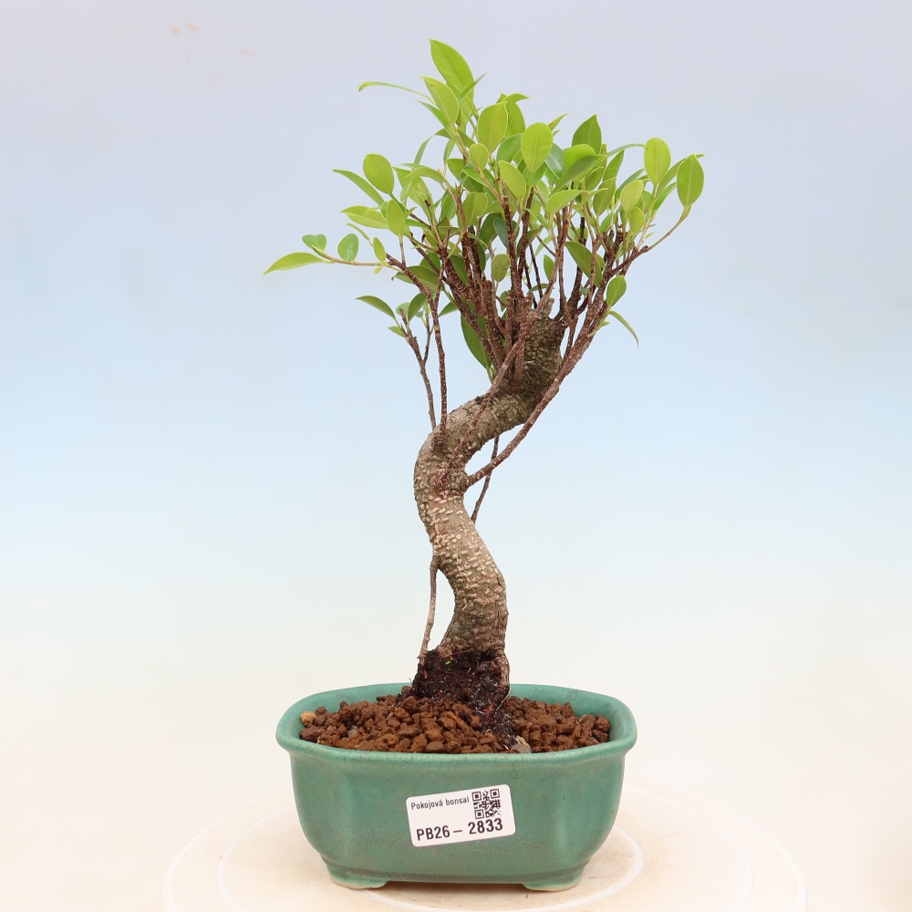 Pokojová bonsai - Ficus kimmen -  malolistý fíkus