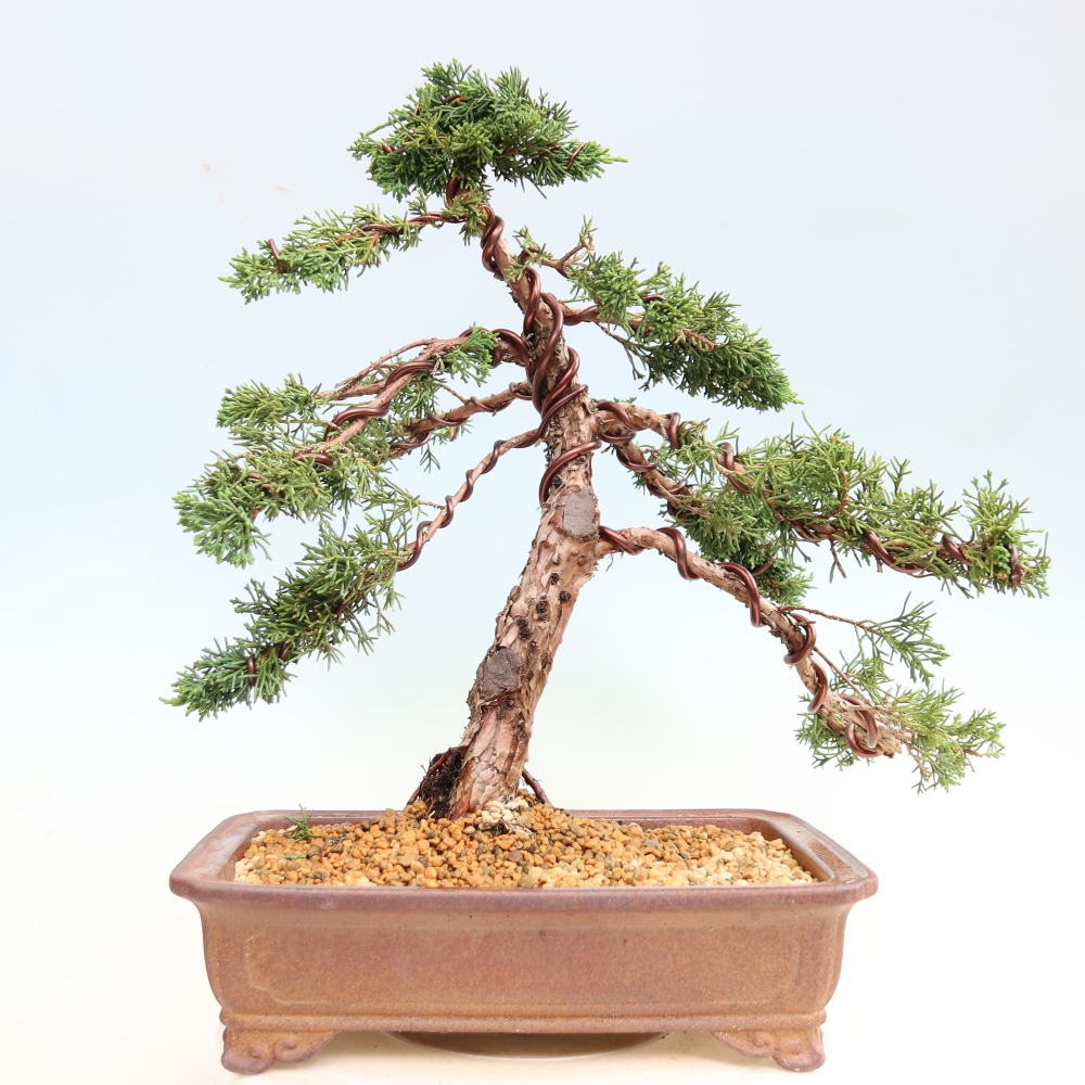 Venkovní bonsai - Juniperus chinensis Kishu -Jalovec čínský