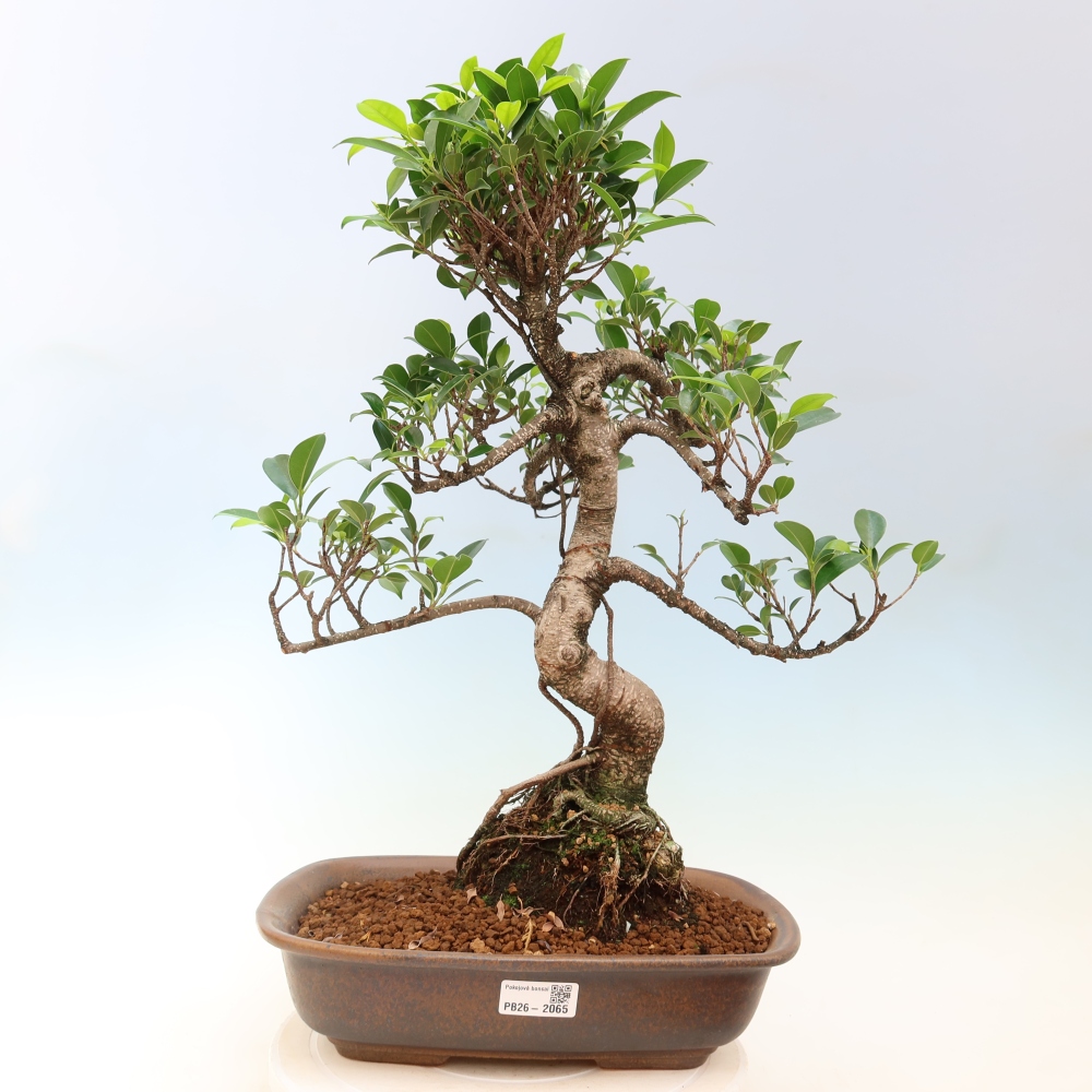 Pokojová bonsai - Ficus kimmen -  malolistý fíkus
