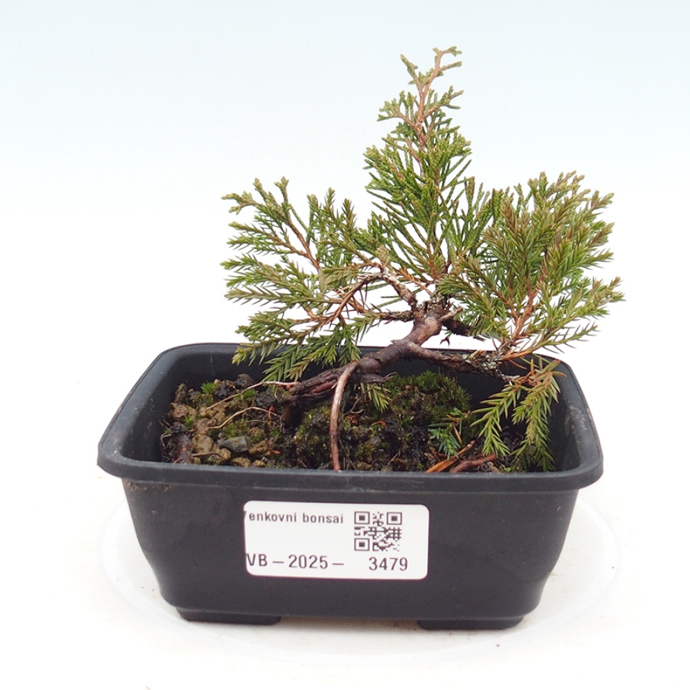 Venkovní bonsai - Juniperus chinensis Itoigawa -Jalovec čínský