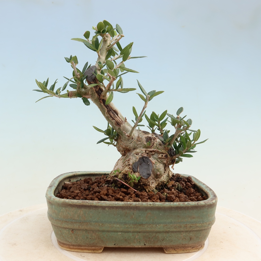 Pokojová bonsai - Olea europaea sylvestris -Oliva evropská drobnolistá