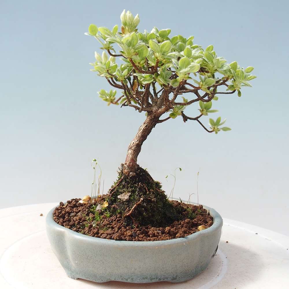 Venkovní bonsai - Rhododendron indicum - Japonská azalka