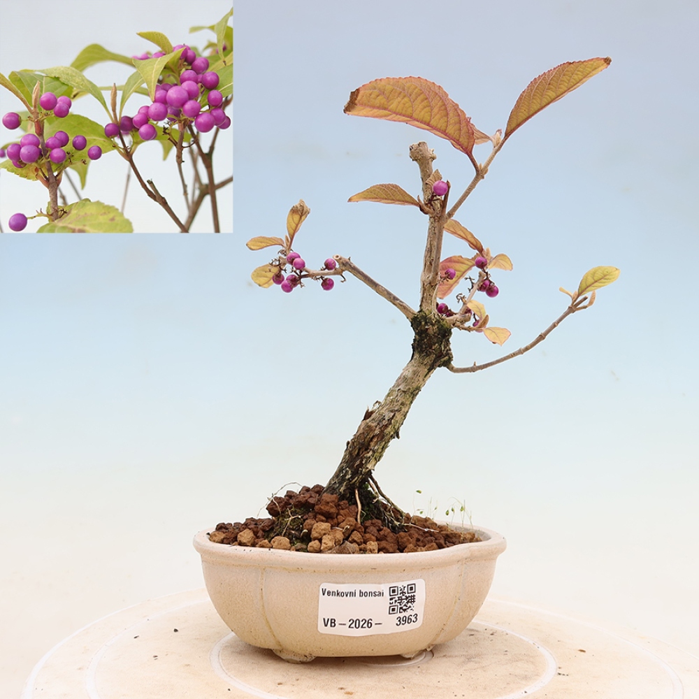 Venkovní bonsai - krásnoplodka - Callicarpa bodinierova profusion