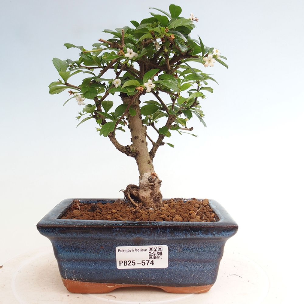 Pokojová bonsai - Carmona macrophylla - Čaj fuki