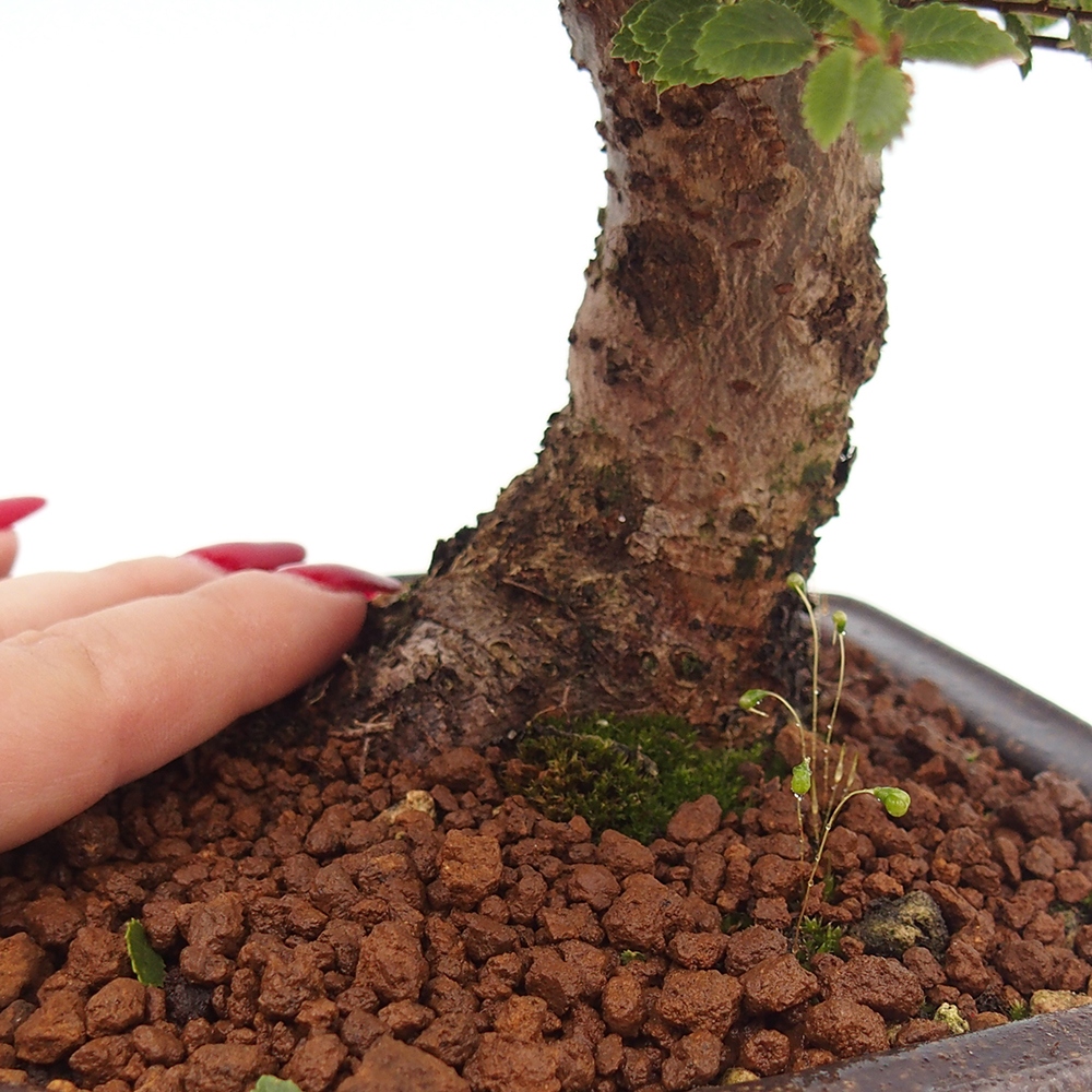 Venkovní bonsai - Ulmus parvifolia Hokkaido - jilm Čínský