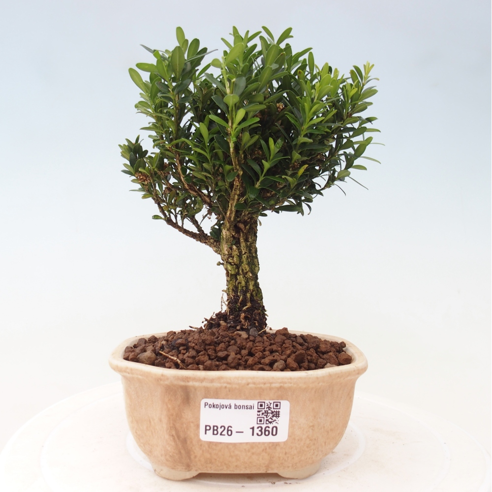 Pokojová bonsai - Buxus harlandii -korkový buxus