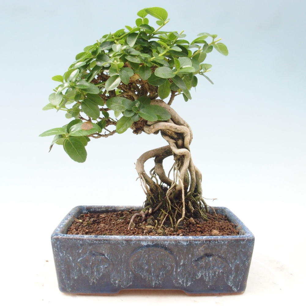 Pokojová bonsai - Premna serratifolia  - Kozlovoň malolistá