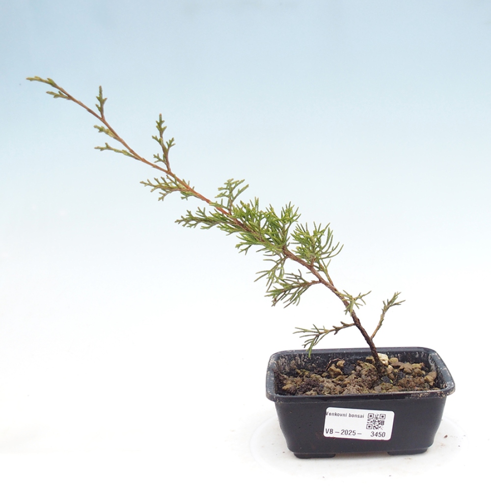 Venkovní bonsai - Juniperus chinensis Itoigawa -Jalovec čínský