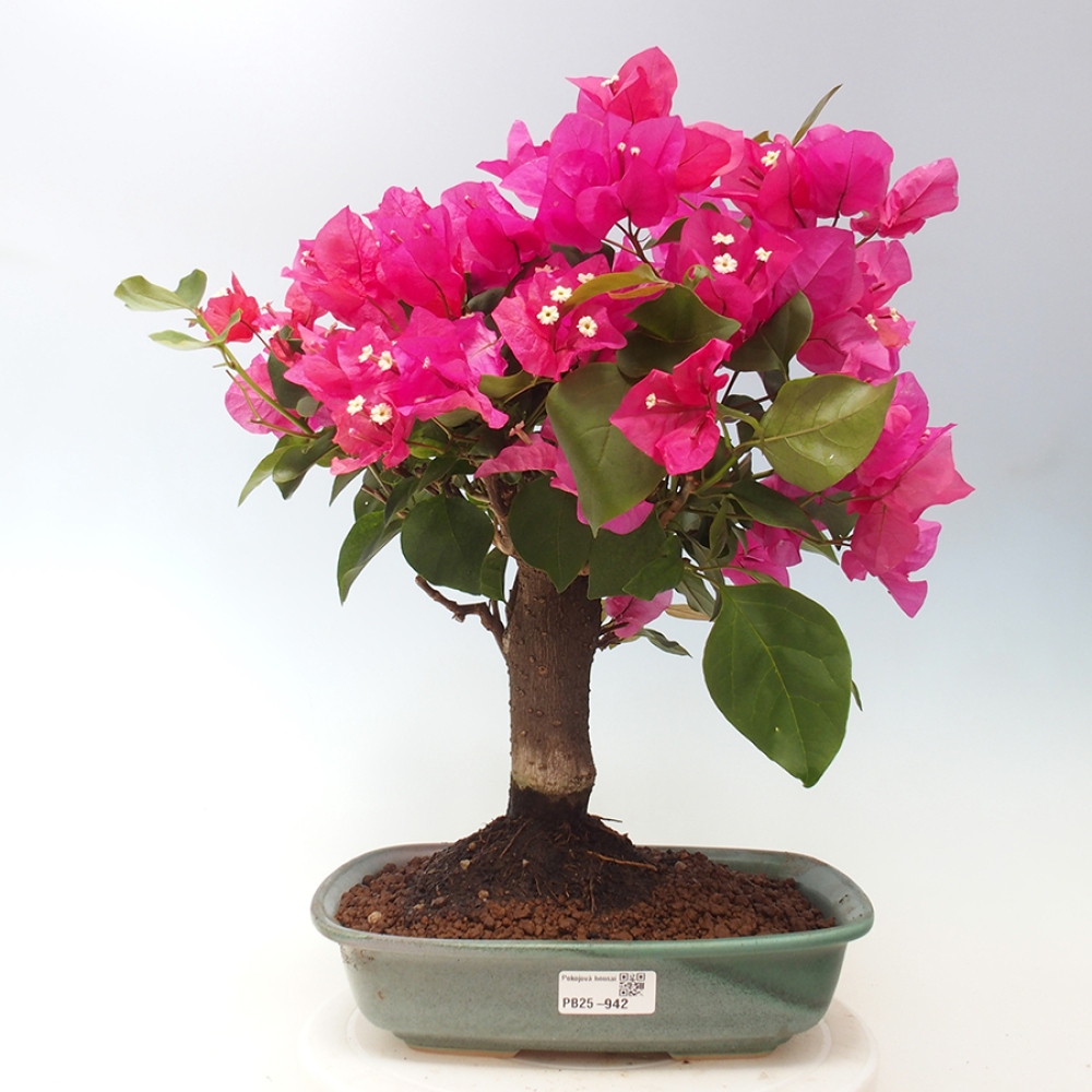 Pokojová bonsai - Bouganwilea