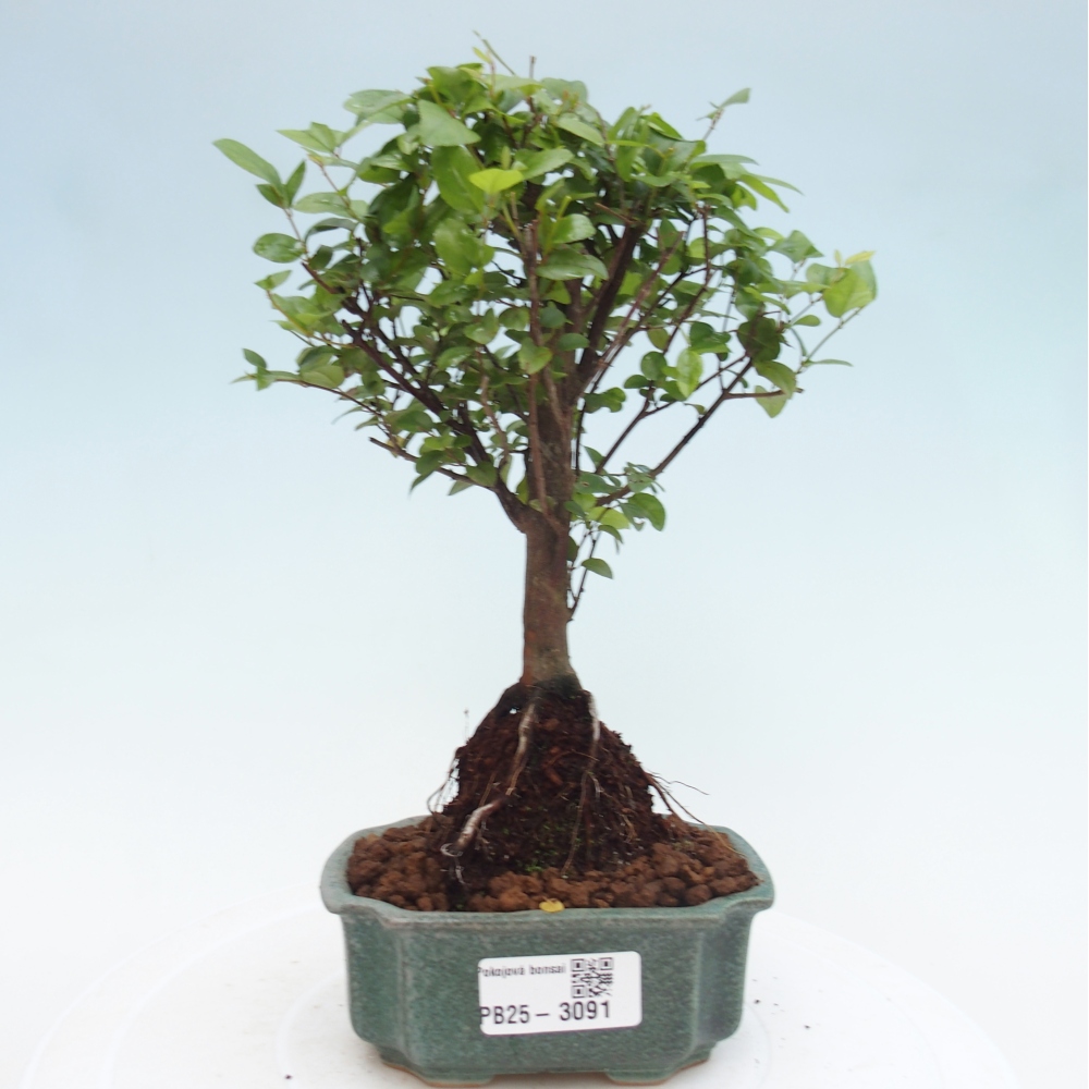 Pokojová bonsai - Sagerécie thea - Sagerécie thea