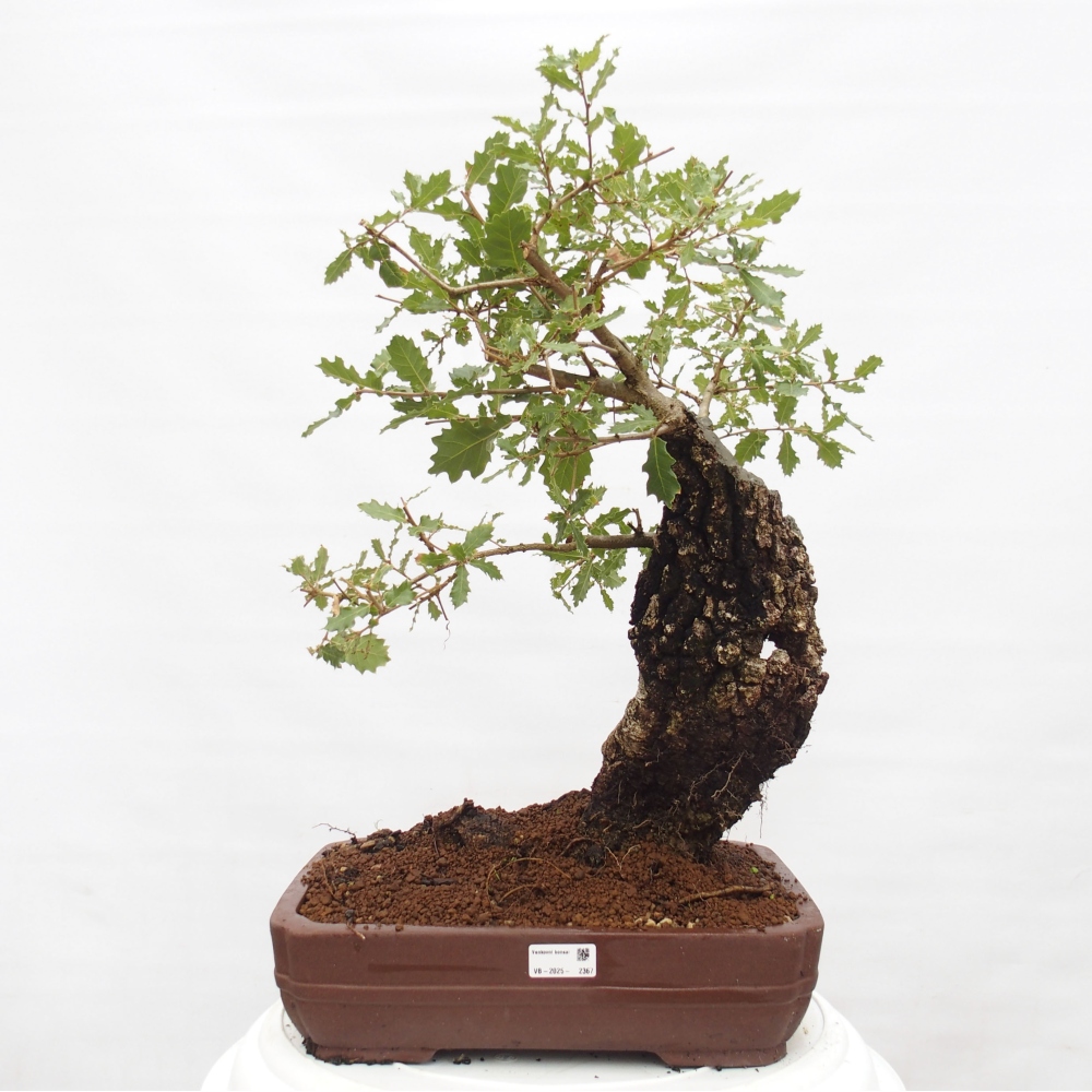 Yamadori - Quercus Ilex -Dub cesmínovitý