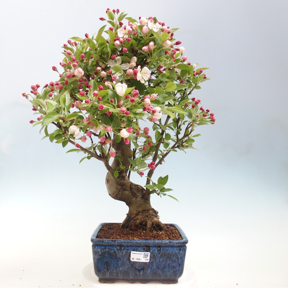 Venkovní bonsai -Malus halliana - Maloplodá jabloň