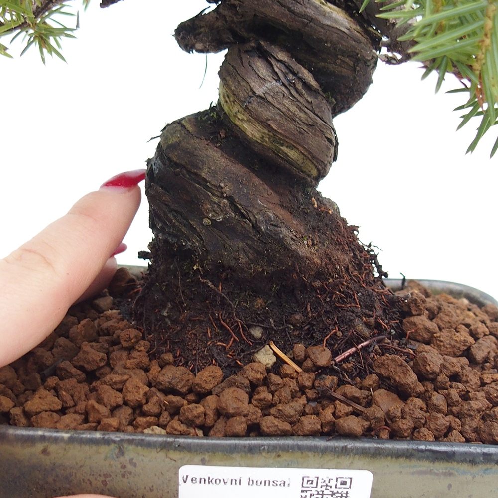 Venkovní bonsai - Jalovec rigida - Juniperus rigida