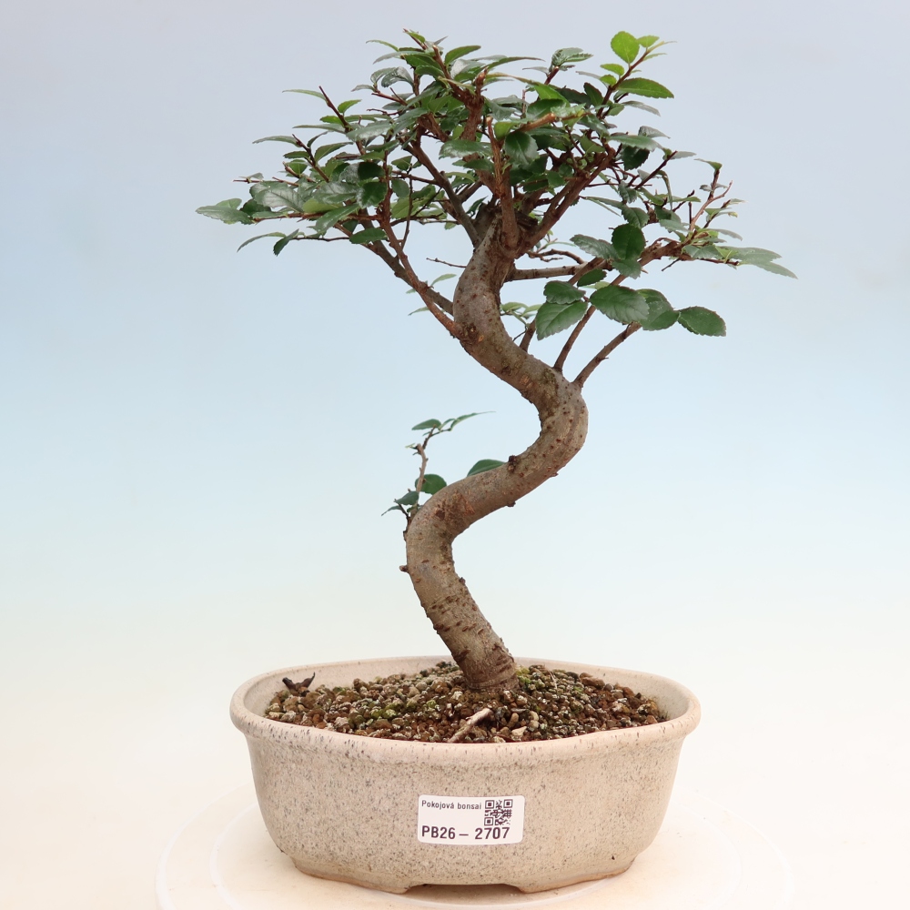 Pokojová bonsai - Ulmus parvifolia - Malolistý jilm