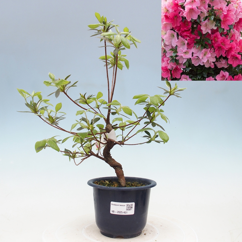 Venkovní bonsai - Japonská azalka - Azalea Saien