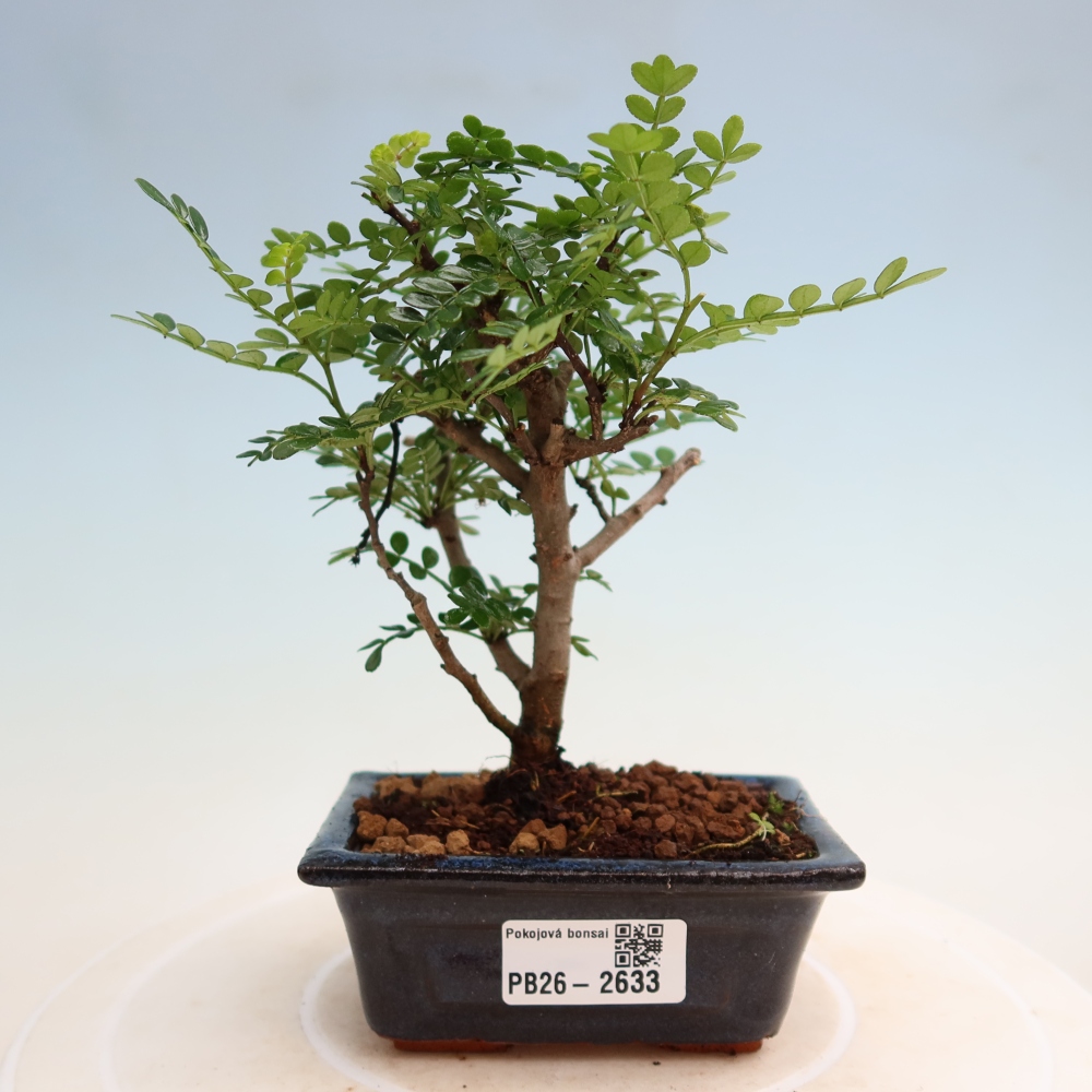 Pokojová bonsai - Zantoxylum piperitum - pepřovník