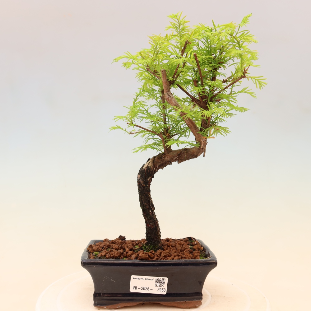 Venkovní bonsai - Metasequoia glyptostroboides - Metasekvoje čínská