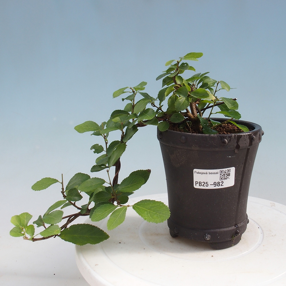 Pokojová bonsai - Grewia occidentalis - Hvězdice levandulová