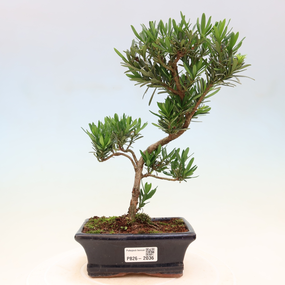 Pokojová bonsai - Podocarpus - Kamenný tis